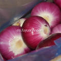 Hotsale Red Peeled Onion con buena calidad